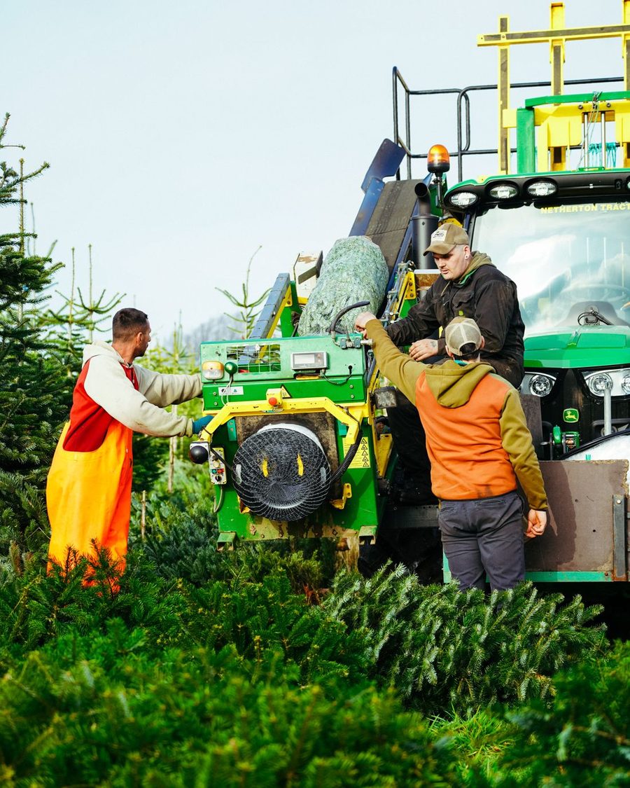 Our growers netting freshly cut trees in the field
