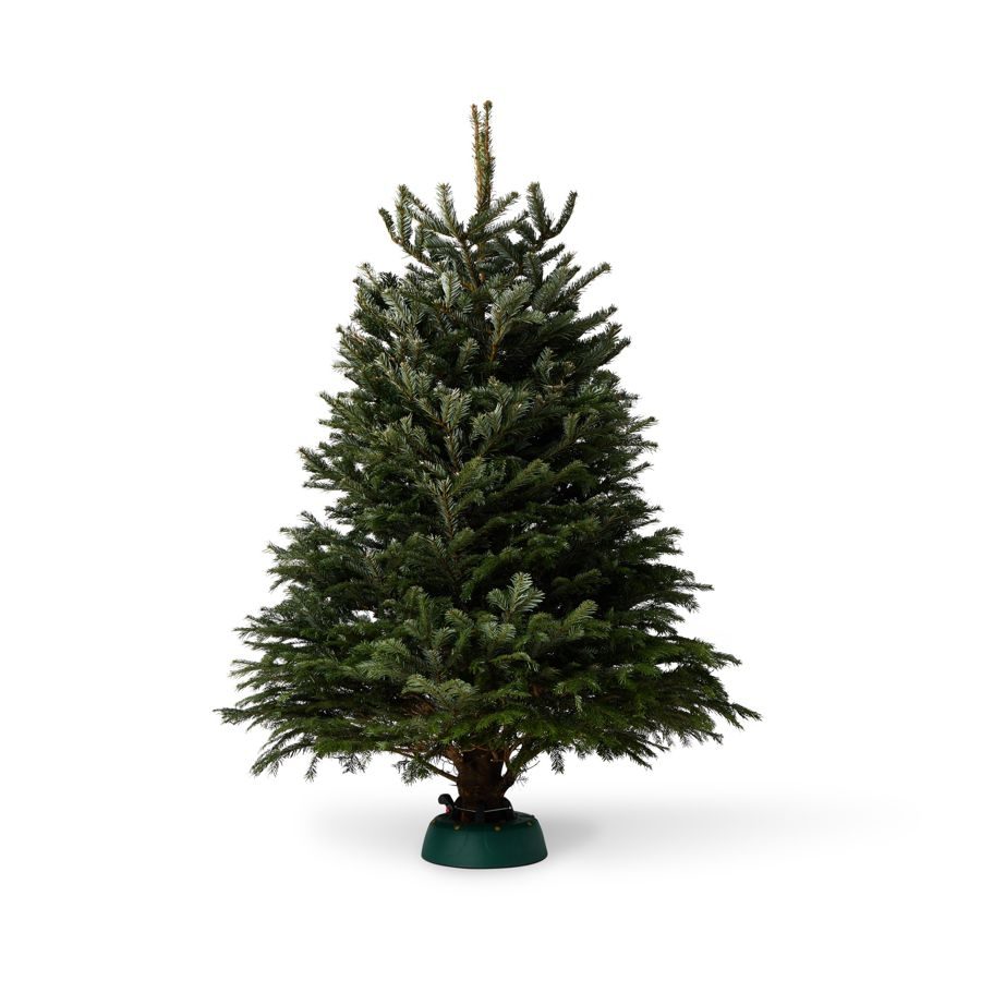 Nordmann Fir Christmas tree